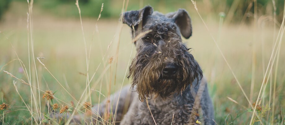 Kerry Blue Terrier liegt auf einem Feld Kerry Blue Terrier liegt auf einem Feld