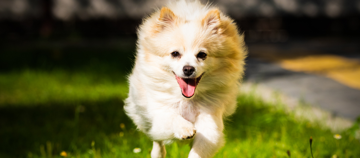 Kleinspitz rennt über Wiese Kleinspitz rennt über Wiese