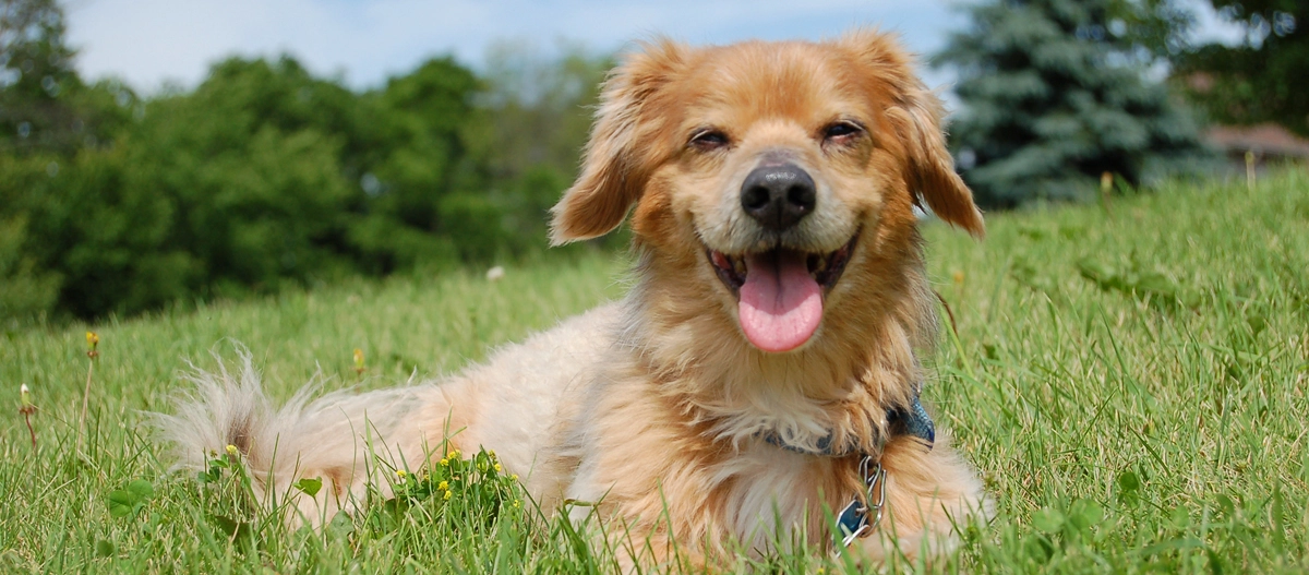 Kokoni liegt entspannt auf einer Wiese