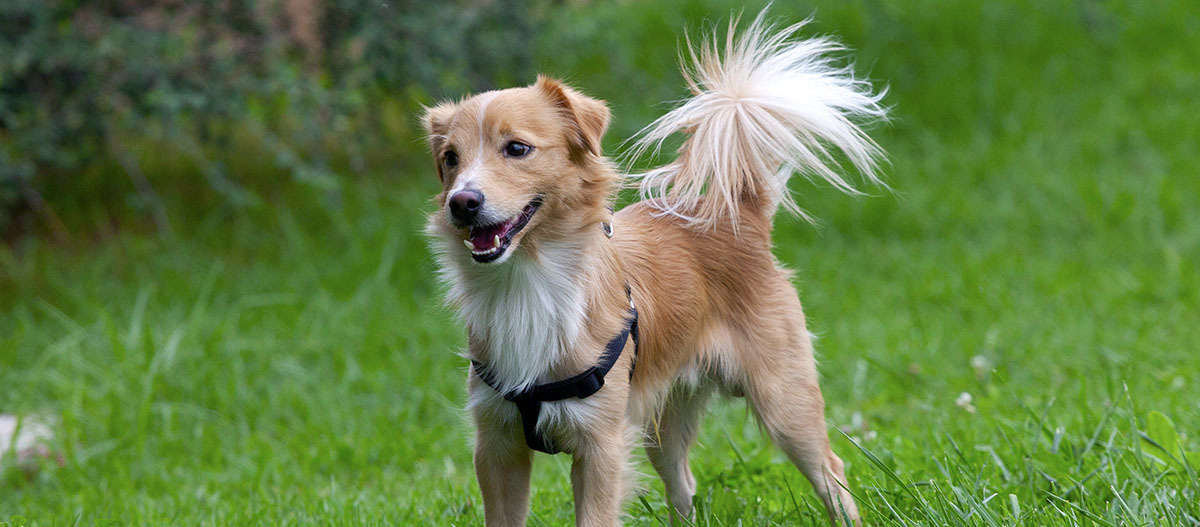 Ein Kokoni steht auf einer Wiese Ein Kokoni steht auf einer Wiese