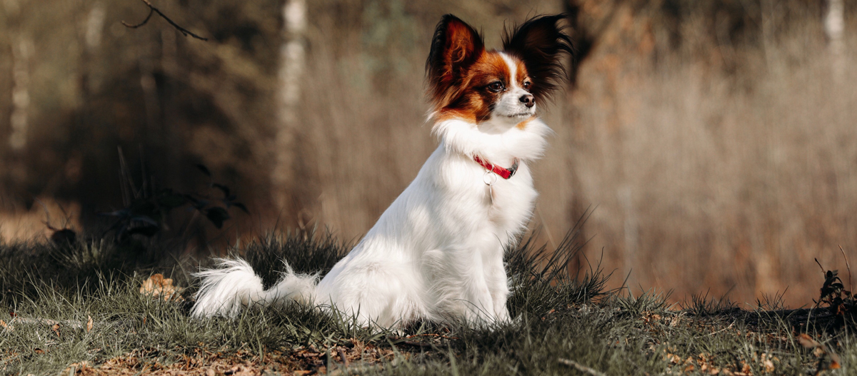 Kontinentaler Zwergspaniel sitzt im Gras Kontinentaler Zwergspaniel sitzt im Gras