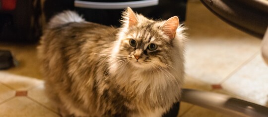 Kurilen Bobtail hockt auf einem Fliesenboden