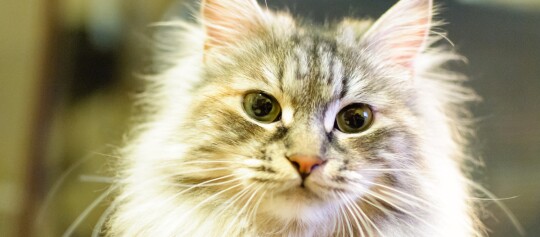 Portrait einer Kurilen Bobtail