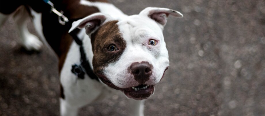 Listenhund an Leine blickt auf Listenhund an Leine blickt auf