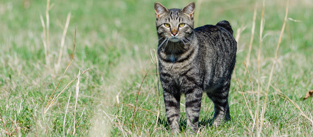 Manx steht auf einer Wiese Manx steht auf einer Wiese