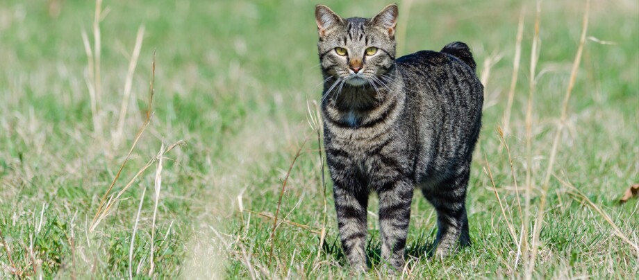 Manx steht auf einer Wiese Manx steht auf einer Wiese