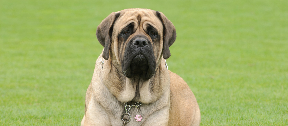 Mastiff liegt auf englischem Rasen