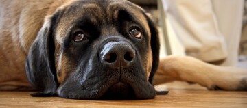 Mastiff legt seinen Kopf auf dem Wohnzimmerboden ab