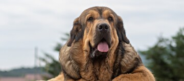 Portraitaufnahme eines Mastín Español