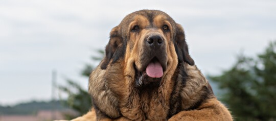 Portraitaufnahme eines Mastín Español
