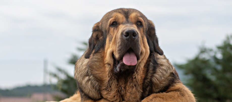 Portraitaufnahme eines Mastín Español Portraitaufnahme eines Mastín Español