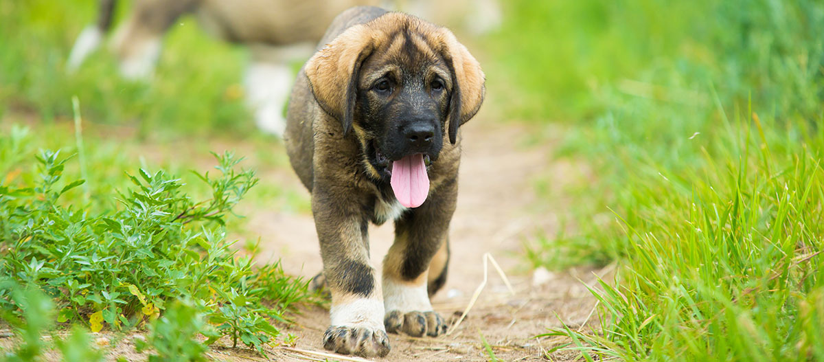 Mastín Español Welpe läuft an einer Wiese entlang Mastín Español Welpe läuft an einer Wiese entlang