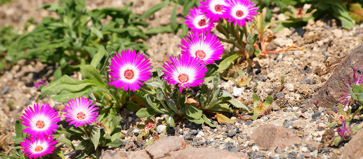 Mittagsblumen im Wüstenterrarium Mittagsblumen im Wüstenterrarium