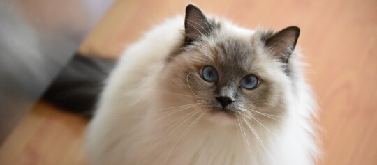 Neva Masquarade schaut nach oben