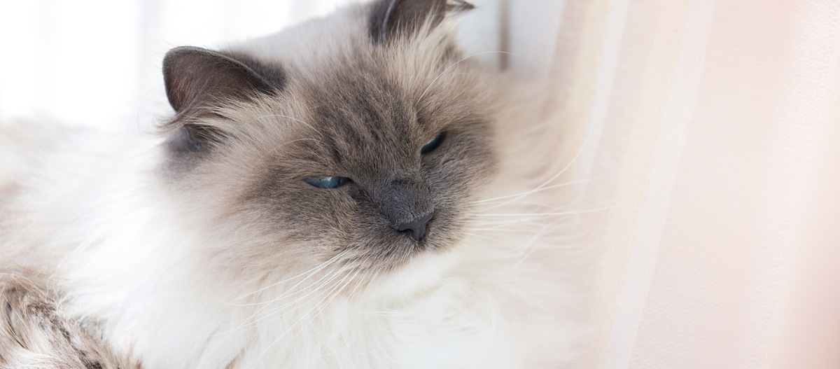 Neva Masquarade Neva Masquarade