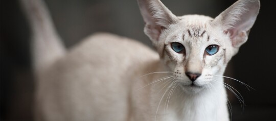 Eine Orientalisch Kurzhaar blickt in die Kamera