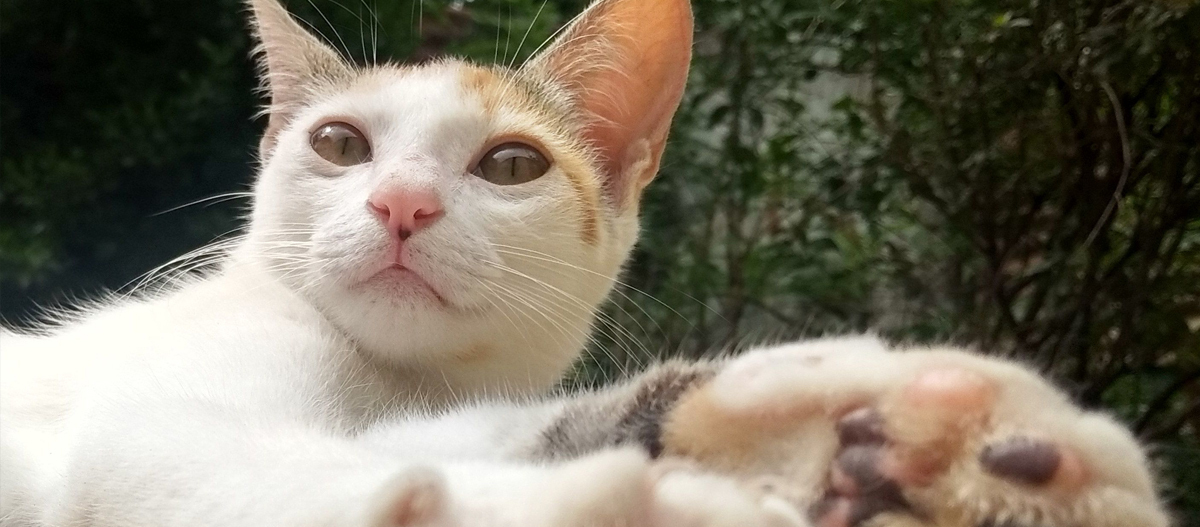 Eine Orientalisch Kurzhaar liegt auf der Seite Eine Orientalisch Kurzhaar liegt auf der Seite