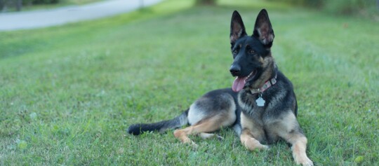 Osteuropäischer Schäferhund liegt wachsam auf einer Wiese im Park