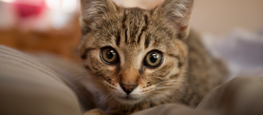 Pixiebob liegt auf einem Kissen Pixiebob liegt auf einem Kissen