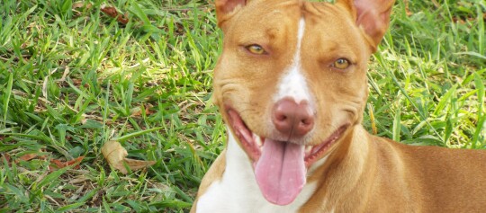 Podenco Andaluz blickt mit herausgestreckter Zunge in die Kamera