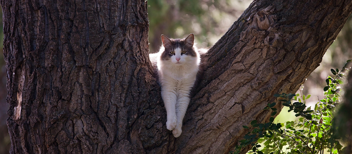 Eine Ragamuffin hängt entspannt in einem Baum Eine Ragamuffin hängt entspannt in einem Baum