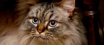 Portraitaufnahme einer Ragamuffin