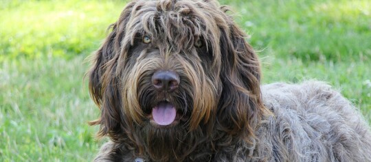 Portraitaufnahme eines Schapendoes