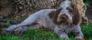 Spinone Italiano liegt unter einem Baum