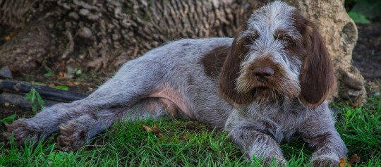Spinone Italiano liegt unter einem Baum