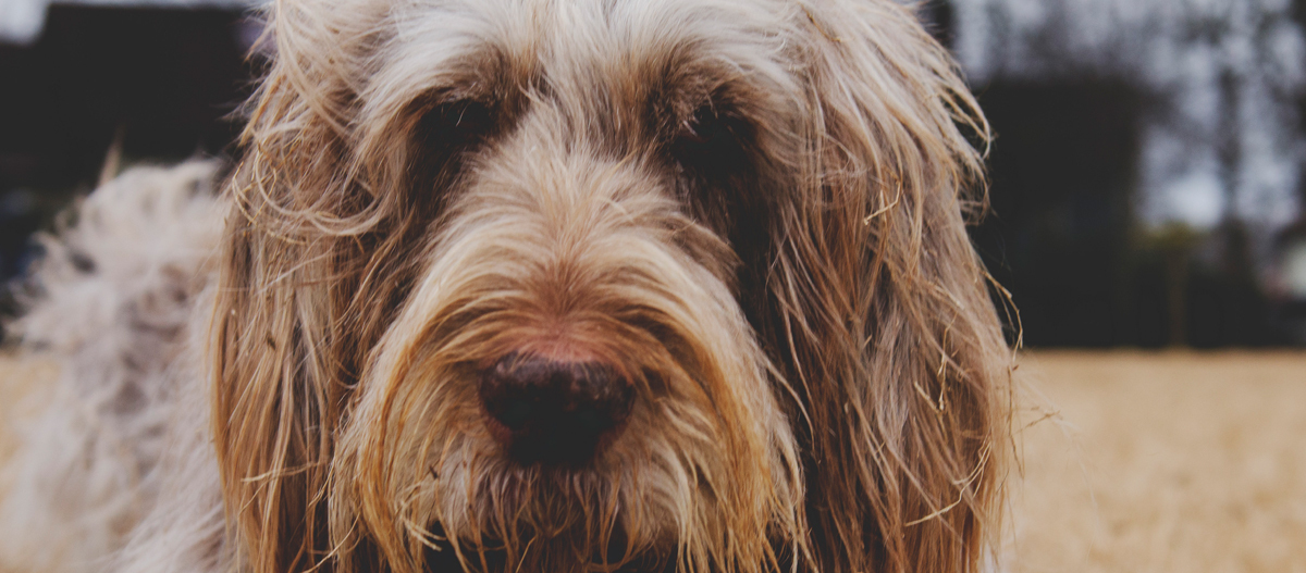 Nahaufnahme vom Kopf eines Spinone Italiano Nahaufnahme vom Kopf eines Spinone Italiano