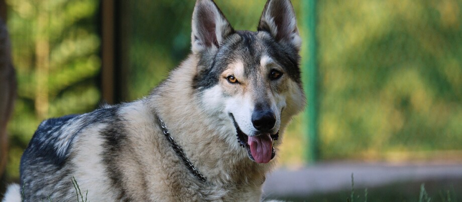 Tamaskan schaut mit heraushĂ€ngender Zunge herĂŒber Tamaskan schaut mit heraushĂ€ngender Zunge herĂŒber