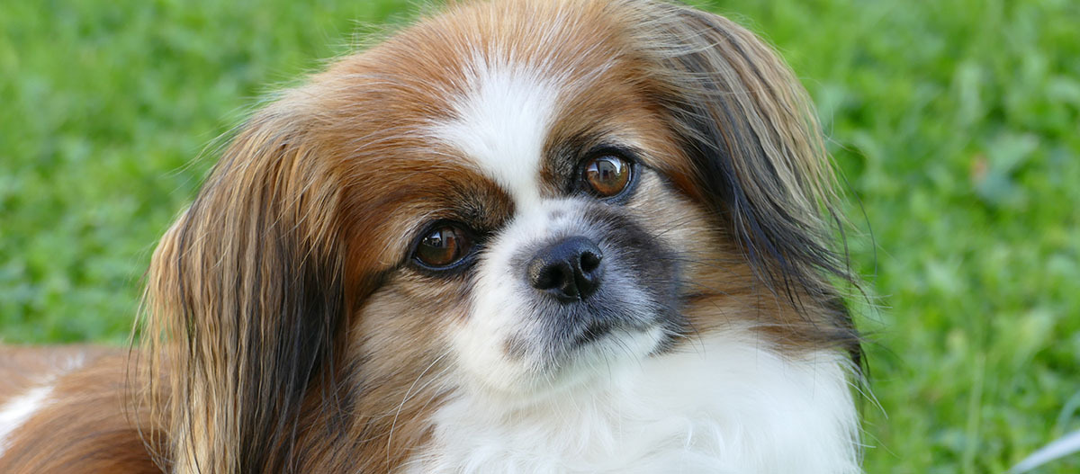 Portrait eines Tibet Spaniels Portrait eines Tibet Spaniels