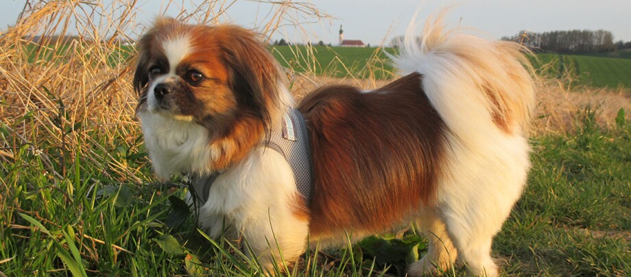 Tibet Spaniel steht am Feldrand Tibet Spaniel steht am Feldrand