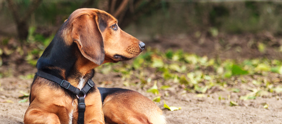 Tiroler Bracke liegt auf Waldboden und schaut nach rechts Tiroler Bracke liegt auf Waldboden und schaut nach rechts