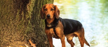 Tiroler Bracke steht nass am Ufer eines Gewässers