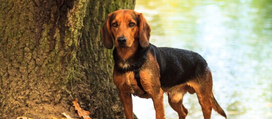 Tiroler Bracke steht nass am Ufer eines Gewässers