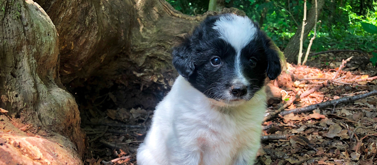 Tornjak Welpe sitzt vor einer großen Baumwurzel Tornjak Welpe sitzt vor einer großen Baumwurzel