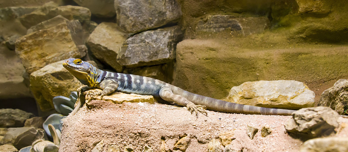 Wüstenterrarium Wüstenterrarium