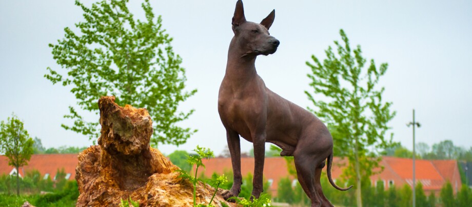 Xoloitzcuintle posiert auf einem Baumstamm Xoloitzcuintle posiert auf einem Baumstamm