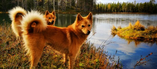 Zwei Finnische Spitze stehen am Seeufer