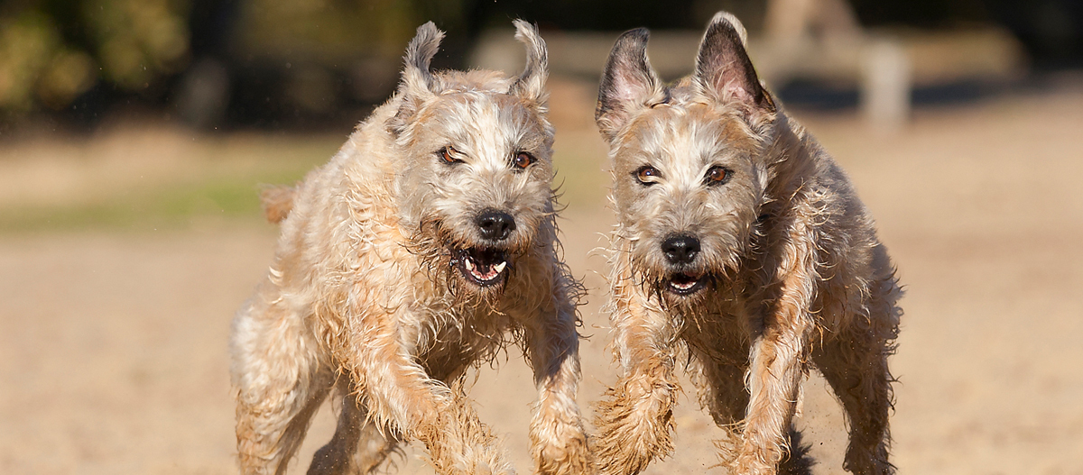 Zwei Irish Soft Coated Wheaten Terrier rennen über sandigen Boden Zwei Irish Soft Coated Wheaten Terrier rennen über sandigen Boden
