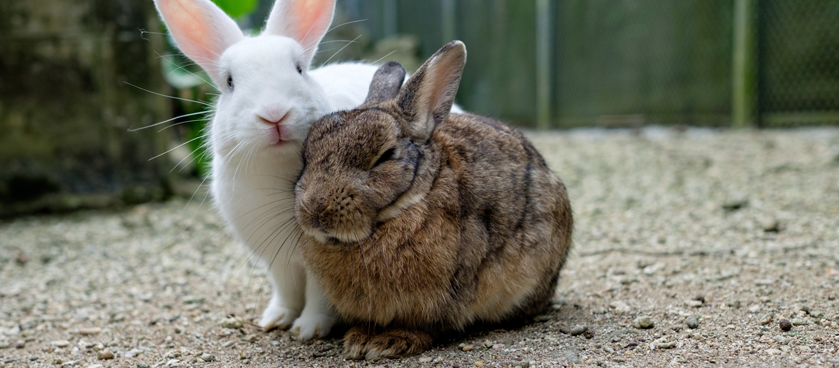 Zwei Kaninchen kuscheln sich im Außengehege aneinander Zwei Kaninchen kuscheln sich im Außengehege aneinander