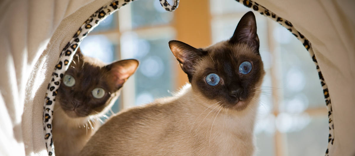 Zwei Tonkanese Katzen schauen durch eine Ăffnung Zwei Tonkanese Katzen schauen durch eine Ăffnung