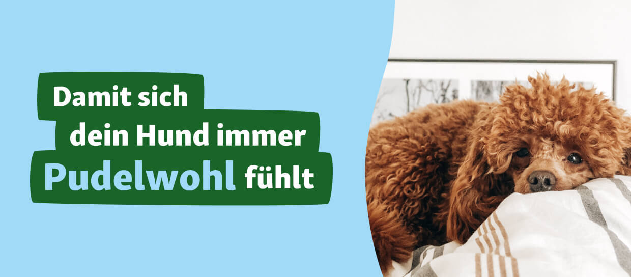 KE_Dog_Visual_DE Hund_hygiene_Pflege