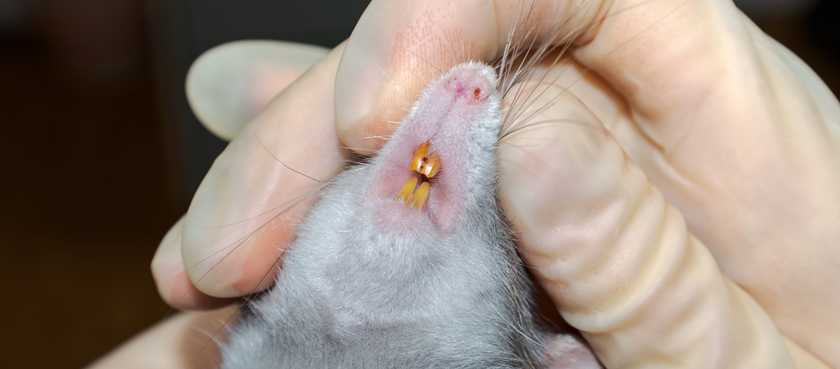 0222_Online_RATGEBER_1200x527px_Maeuse_03 Maus Gesundheitscheck der Zähne