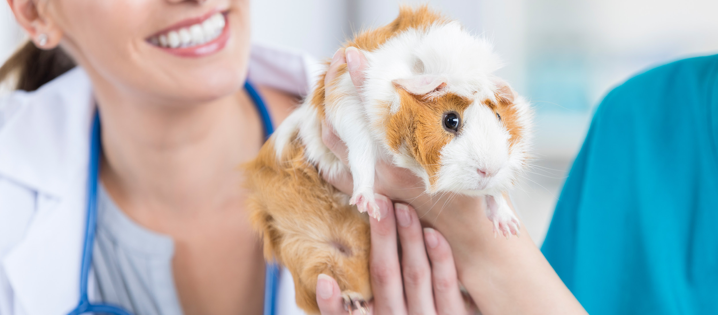 Gesundheitscheck beim Meerschweinchen Gesundheitscheck beim Meerschweinchen