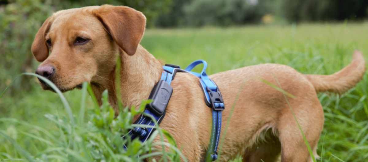 Fressnapf GPS Tracker an Hund auf Wiese