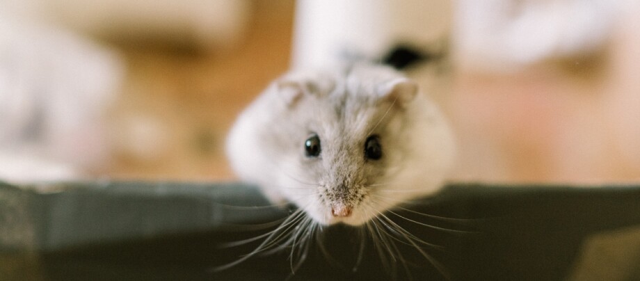 Gesunder Hamster Gesunder Hamster