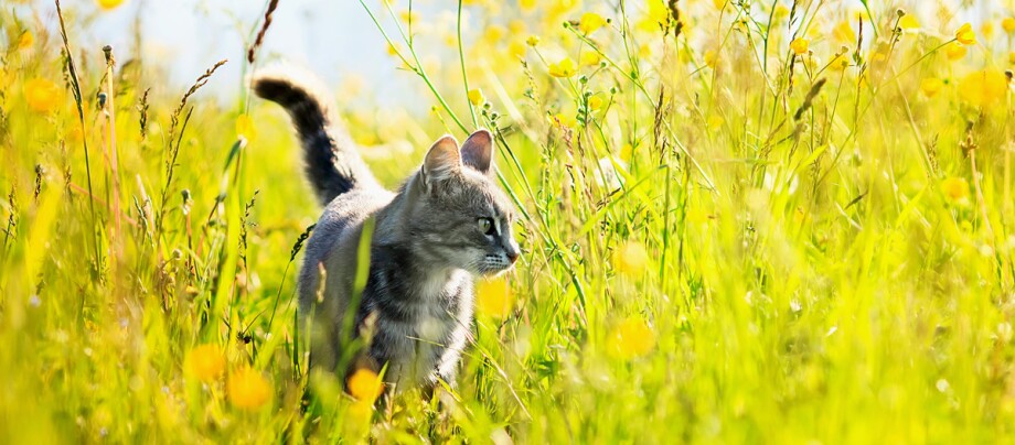 Katze im Feld Insektenstiche bei Katzen