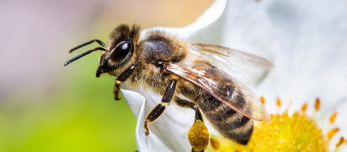 Biene Insektenstiche durch Biene